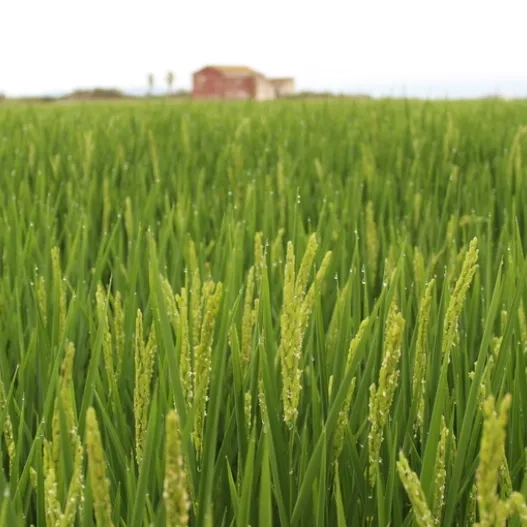 Albufera de Valencia