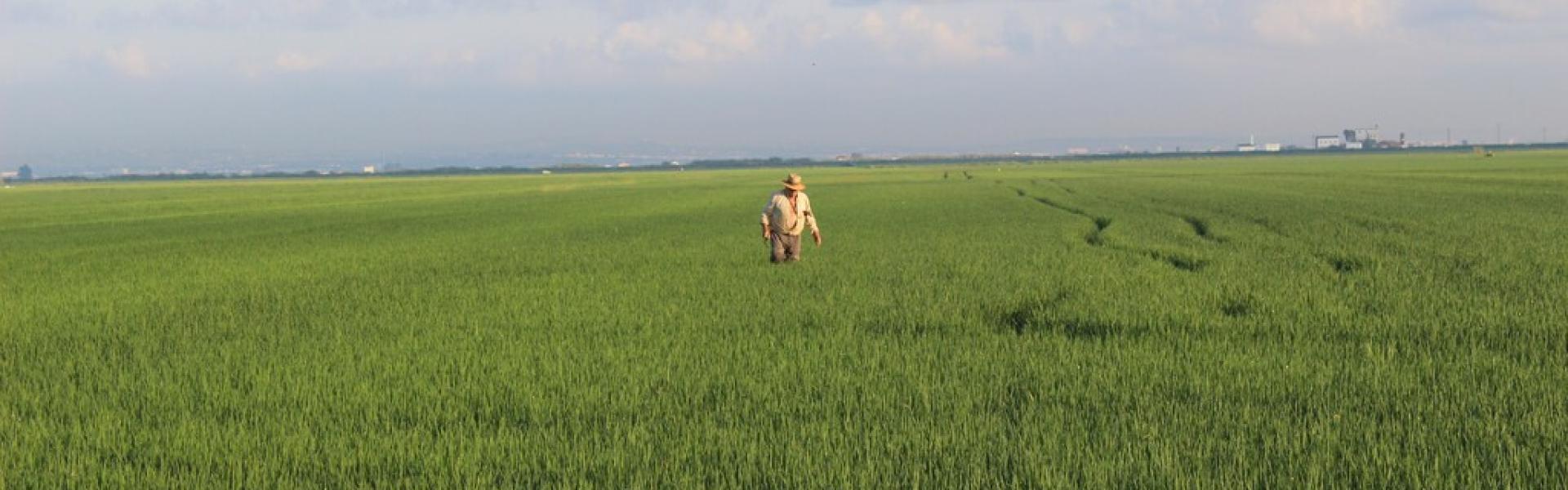 Albufera de Valencia