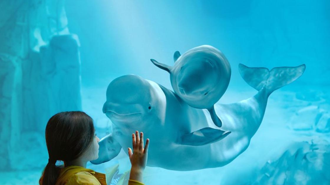 beluga oceanografic valencia CAC niña