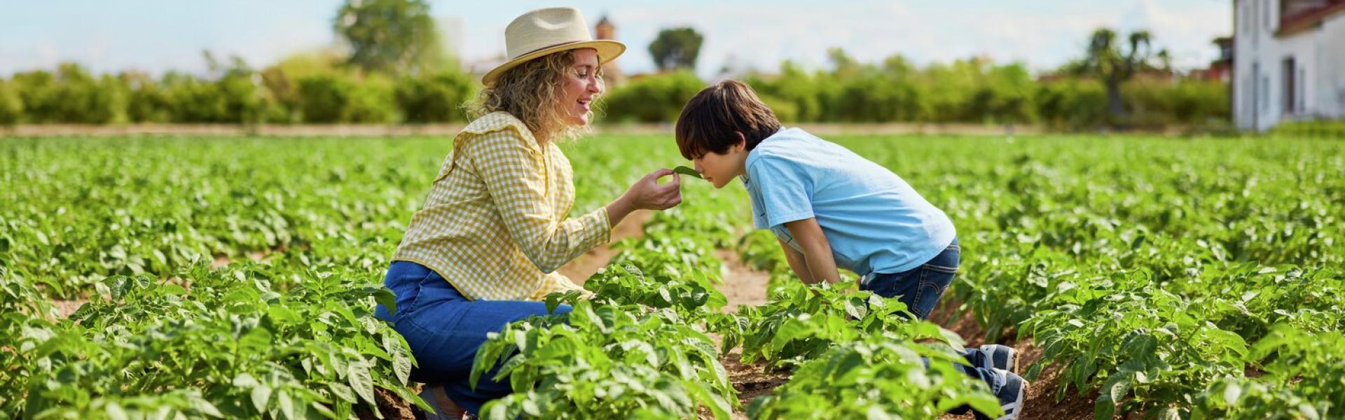 Club despensa mediterraneo